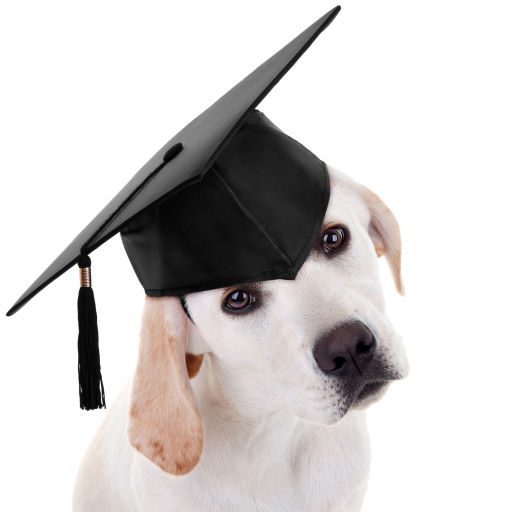 Essential Canine Life Skills - Classes General