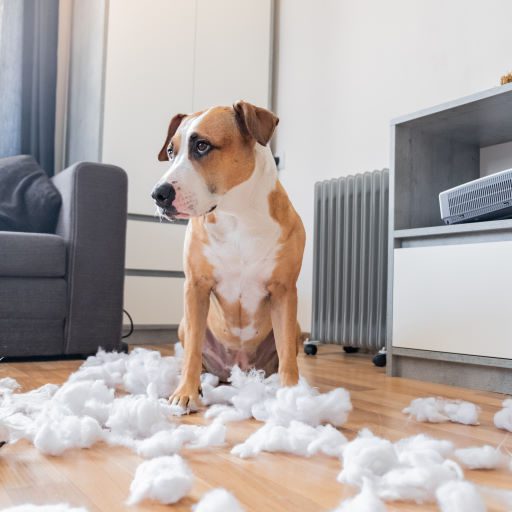 Essential Canine Life Skills - Behaviour Correction Bundle