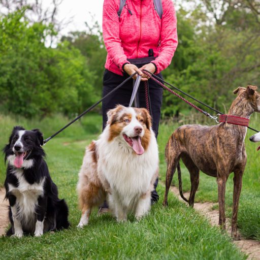Essential Canine Life Skills - Dog Walking