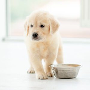 Essential Canine Life Skills - Puppy Home Visit