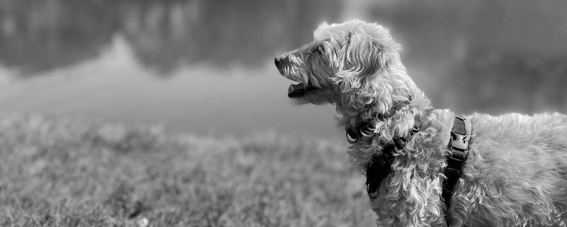 Essex-Dog-Training-Pet-Dog-Obedience-Header