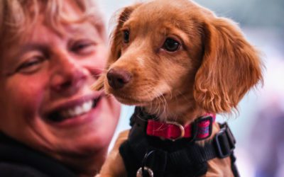 Preparing your dog for a house move!